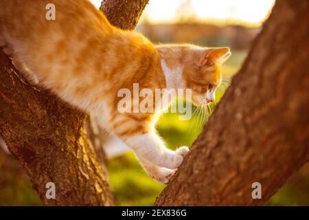 Fluffy ginger white cat play on a tree Stock Photo