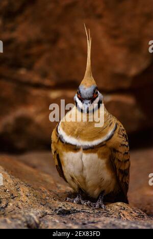 Spinifex pigeon, Geophaps plumifera, dove in natural habitat, West Macdonnell Ranges, Australia, frontal view Stock Photo