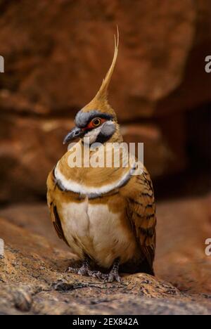 Spinifex pigeon, Geophaps plumifera, dove in natural habitat, West Macdonnell Ranges, Australia Stock Photo