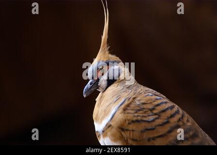 Closeup of spinifex pigeon, Geophaps plumifera, dove in natural habitat, West Macdonnell Ranges, Australia, lateral view Stock Photo