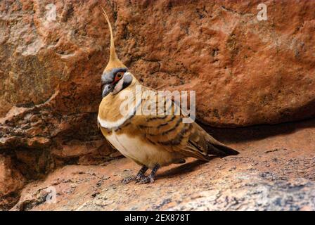 Spinifex pigeon, Geophaps plumifera, dove in natural habitat, West Macdonnell Ranges, Australia Stock Photo