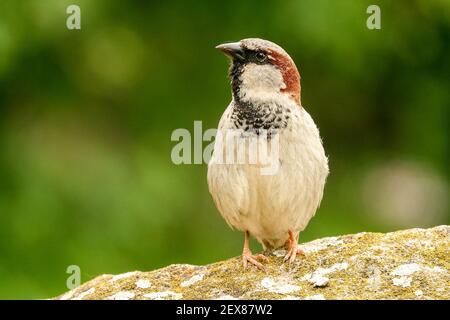 Passer domesticus male house sparrow front view Stock Photo
