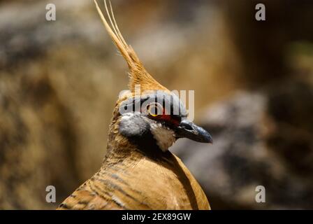 Head of spinifex pigeon, Geophaps plumifera, dove in natural habitat, West Macdonnell Ranges, Australia, lateral view Stock Photo