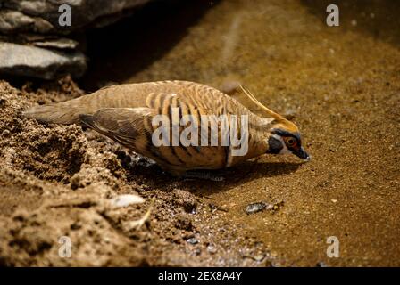 Spinifex pigeon, Geophaps plumifera, dove drinking water at a waterhole, West Macdonnell Ranges, Australia Stock Photo