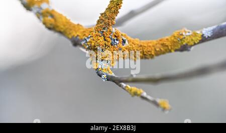 Yellow orange lichen growing on dry tree branch, closeup shallow depth of field detail Stock Photo
