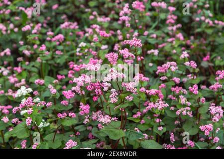 Red buckwheat flowers on the field. Blooming buckwheat. Buckwheat field on a summer sunny day.  Stock Photo