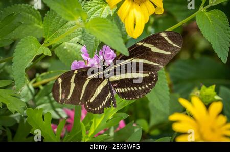 A single Zebra Longwing butterfly on oyellow flower Stock Photo