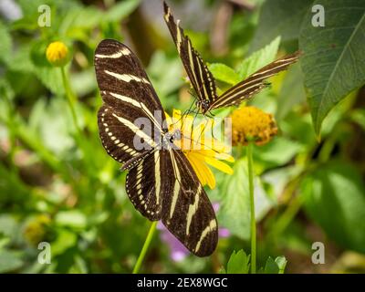 Two Zebra Heliconian or Zebra Longwing butterflies on o yellow flower Stock Photo