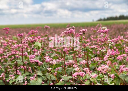 Red buckwheat flowers on the field. Blooming buckwheat. Buckwheat field on a summer sunny day.  Stock Photo