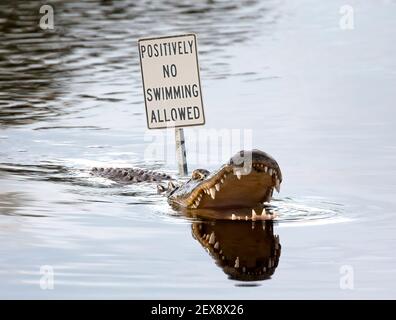 American Alligator with mouth open and big teeth showing in water next to no swimming sign Stock Photo