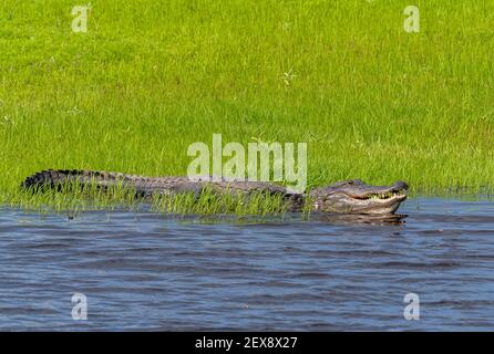 American Alligator in green grass on the bank of the , green grassMyakka River in Myakka River State Park on Sarasota Florida USA Stock Photo