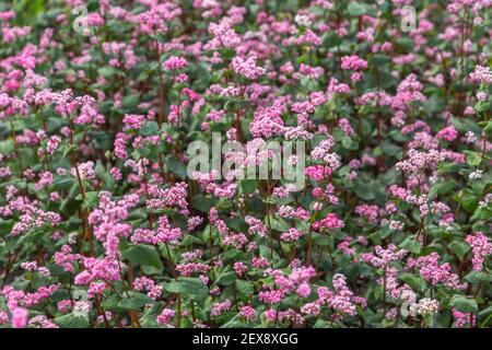 Red buckwheat flowers on the field. Blooming buckwheat. Buckwheat field on a summer sunny day.  Stock Photo