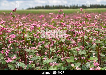 Red buckwheat flowers on the field. Blooming buckwheat. Buckwheat field on a summer sunny day.  Stock Photo