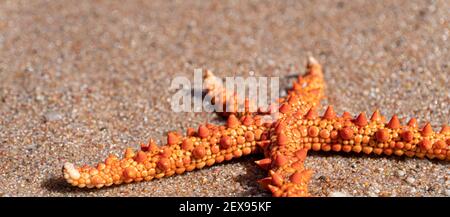 Close up at sea star laying on yellow sand of seashore Stock Photo