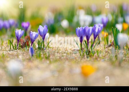 Yellow, white and purple Crocuses Stock Photo