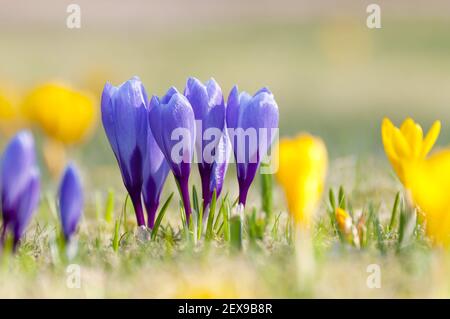 Yellow and purple Crocuses Stock Photo