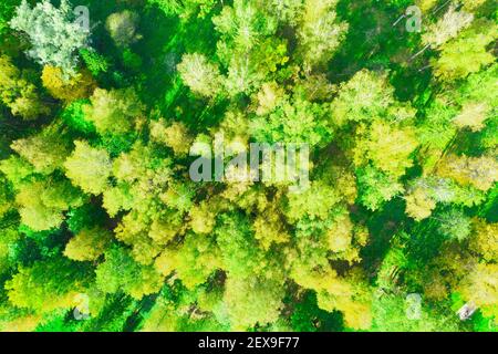 Green spring forest seen from above, top view Stock Photo