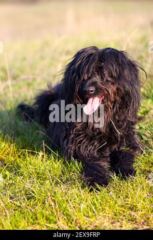 Black Briard Stock Photo