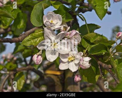 Apple Blossoming at Reclaimed Marshland, Germany Stock Photo