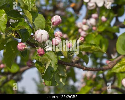 Apple Blossoming at Reclaimed Marshland, Germany Stock Photo