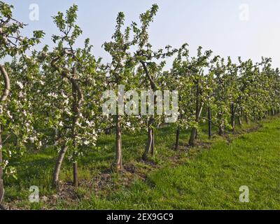 Apple Blossoming at Reclaimed Marshland, Germany Stock Photo