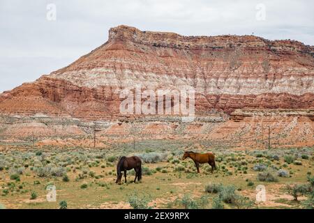 A beautiful shot of two horses grazing on a landscape near mountains on a gloomy day in Utah Stock Photo