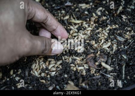 Makassar, South Sulawesi, Indonesia. 4th Mar, 2021. Maggots or baby fly  larvae, which are able to break down organic waste very quickly in large  numbers, are bred by the Peduli Negeri Foundation