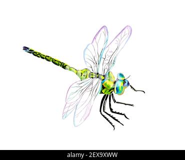 green dragonfly with transparent wings isolated on white background ...