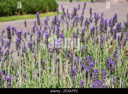 A close-up of bright purple and green lavender with a blurry background Stock Photo