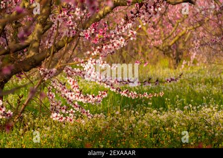 Fruit tree branch full of pink or magenta flowers, defocused background and wild flowers on the ground Stock Photo