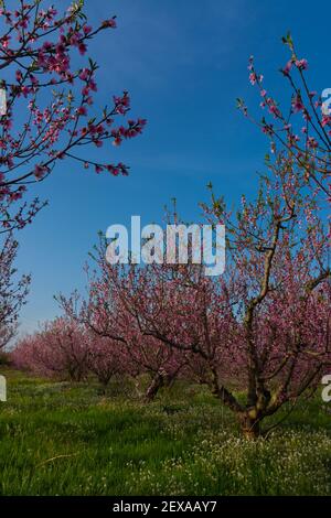 Some fruit trees in a row full of pink flowers on a field with wild vegetation and blue sky Stock Photo