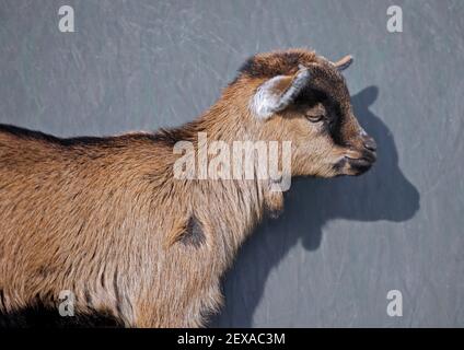 Pygmy Goat Kid Stock Photo