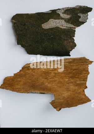 Dried Pieces of Sycamore Bark on a White Background Stock Photo