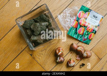 Planting Flower Bulbs in a Glass Vase Stock Photo