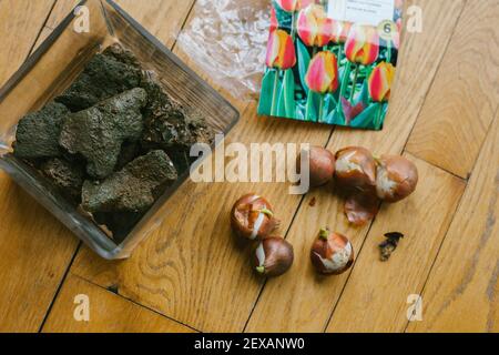 Planting Flower Bulbs in a Glass Vase Stock Photo