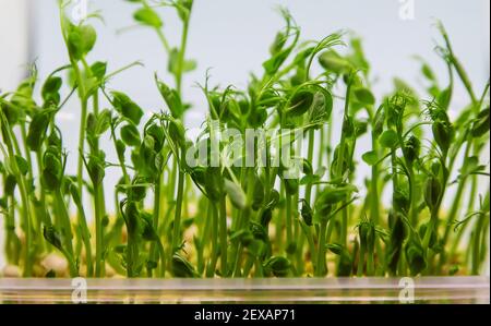 Microgreen pea sprouts isolate on a white background. Selective focus. nature. Stock Photo