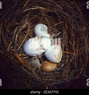 A closeup shot of a nest with empty eggshells Stock Photo