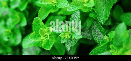 growing mint in a greenhouse. selective focus.nature Stock Photo