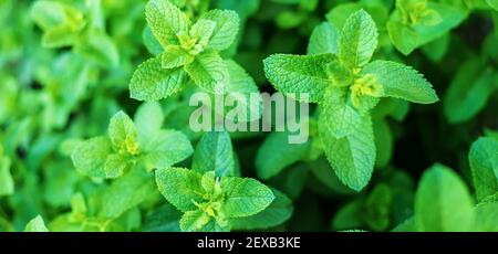 growing mint in a greenhouse. selective focus.nature Stock Photo