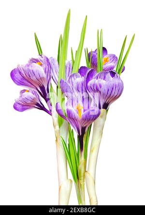 Beautiful spring crocus.i Stock Photo