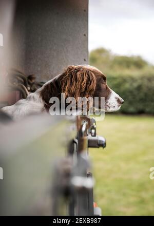 Alert young springer spaniel gun dog looking out back of a classic 4x4 off road farmers utility vehicle ready to go hunting in rural fields setting Stock Photo