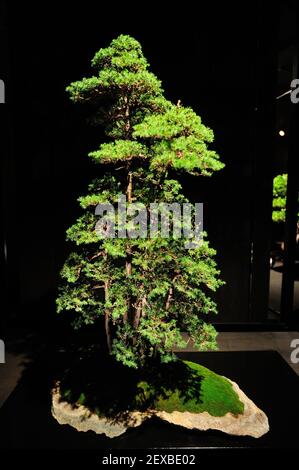 The Artisans Cup, held at the Portland Art Museum in Portland, Ore., from September 25-27, 2015, celebrates the growing art of American Bonsai and all those devoted to excellence in the craft. A 70-year-old Chinese Juniper, that has been in training for 35 years, from Ted Matson is pictured at the exhibit on September 26, 2015. (Photo by Alex Milan Tracy) *** Please Use Credit from Credit Field ***