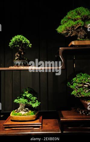 The Artisans Cup, held at the Portland Art Museum in Portland, Ore., from September 25-27, 2015, celebrates the growing art of American Bonsai and all those devoted to excellence in the craft. A Shohin composition from Melvyn Goldstein pictured at the exhibit on September 26, 2015. (Photo by Alex Milan Tracy) *** Please Use Credit from Credit Field ***