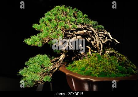 The Artisans Cup, held at the Portland Art Museum in Portland, Ore., from September 25-27, 2015, celebrates the growing art of American Bonsai and all those devoted to excellence in the craft. A 40-50-year-old Japanese White Pine from Konnor Jenson is pictured at the exhibit on September 26, 2015. (Photo by Alex Milan Tracy) *** Please Use Credit from Credit Field ***
