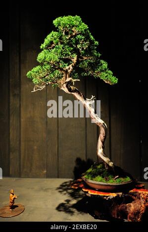 The Artisans Cup, held at the Portland Art Museum in Portland, Ore., from September 25-27, 2015, celebrates the growing art of American Bonsai and all those devoted to excellence in the craft. A Chinese Juniper (age unknown), that has been in training for 23 years, from Robert Laws is pictured at the exhibit on September 26, 2015. (Photo by Alex Milan Tracy) *** Please Use Credit from Credit Field ***