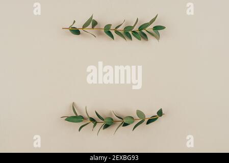 Green eucalyptus branches on a beige background. Stock Photo