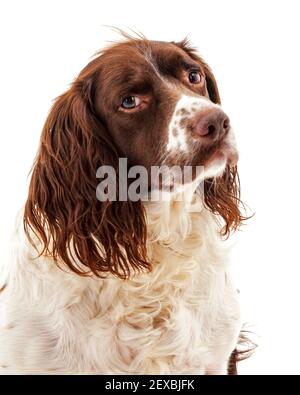 An English Springer Spaniel, a working gundog breed, against a white background photographed in a studio Stock Photo