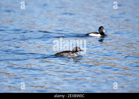 Common Goldeneye (Bucephala clangula) first winter immature male Stock Photo