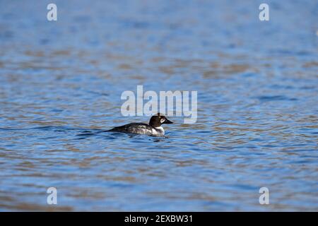 Common Goldeneye (Bucephala clangula) first winter immature male Stock Photo