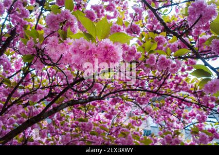 Beautiful pink cherry blossoms. Japanese sakura flowers on a cherry tree in an urban public park in spring. Close-up, low angle view. Stock Photo